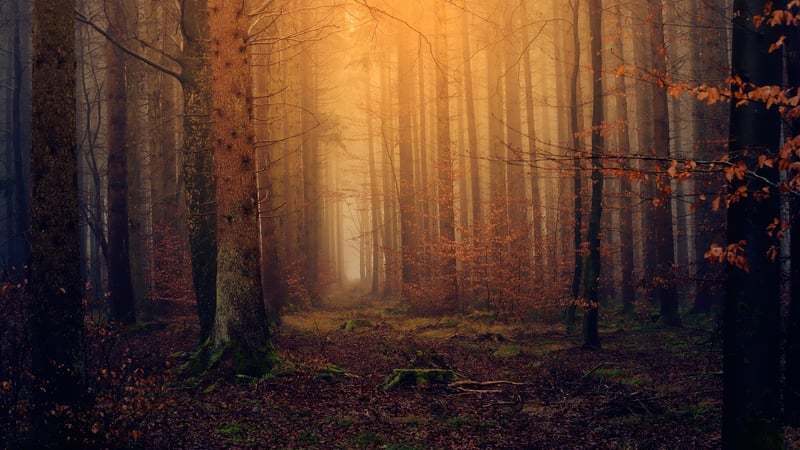 Enchanting Forest Hideaways