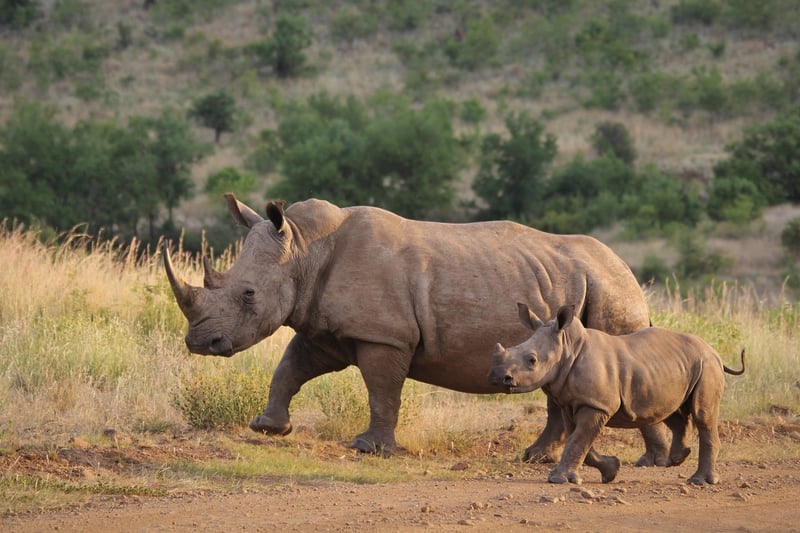 Wildlife Conservation Projects